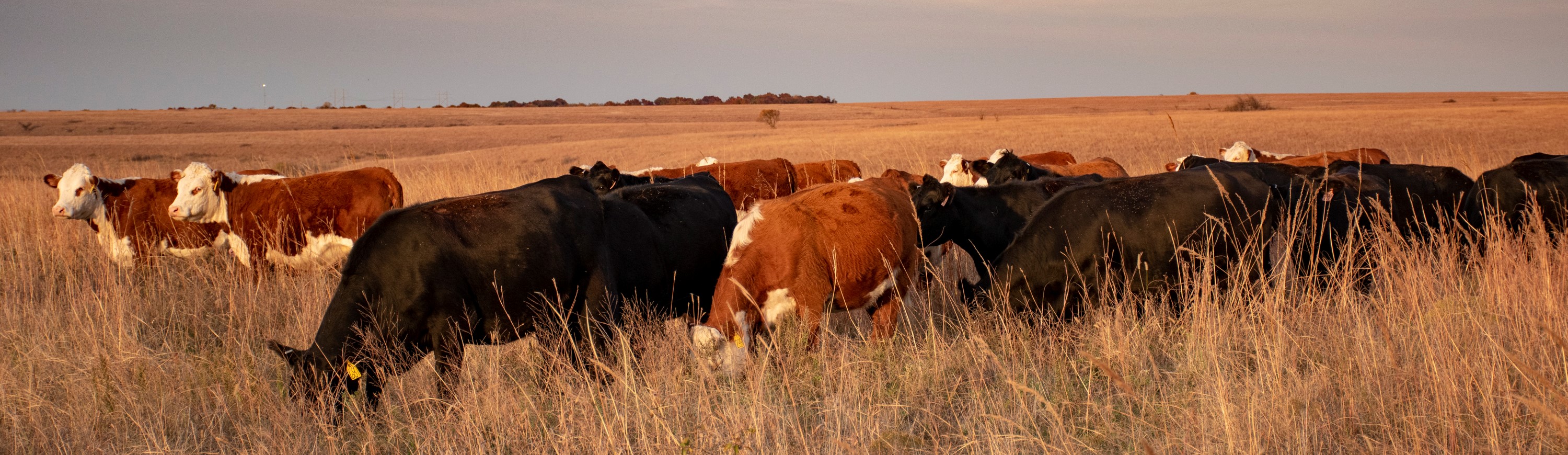 Effects of wildfire smoke on cattle: What research is out there?