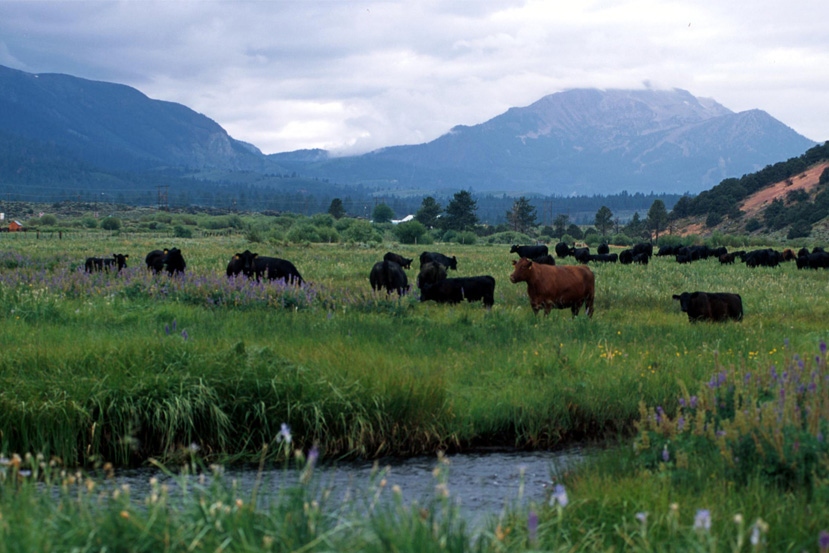 california-cattle-grazing