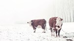 two cows on winter pasture by Olha Rohulya 16:9