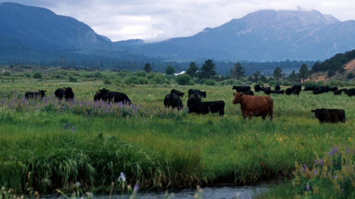 california-cattle-grazing 16:9