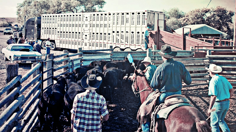Worker safety considerations on the ranch and while hauling cattle 